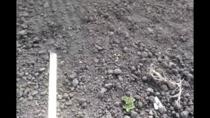 Первые всходы картофеля