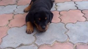 маленький ротвейлер.mp4