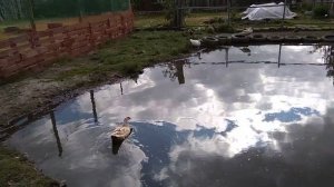 Прудик , Утки подросли
