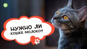 Нужно ли кошке молоко