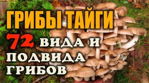 ГРИБЫ ТАЙГИ СБОР ГРИБОВ ВИДЫ ГРИБОВ СЪЕДОБНЫЕ И НЕСЪЕДОБНЫЕ ГРИБЫ. 72 вида и подвида - то что я ем