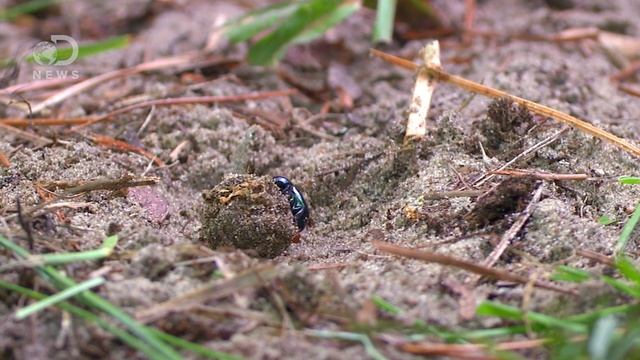 Why Do Animals Eat Their Own Poop? смотреть онлайн