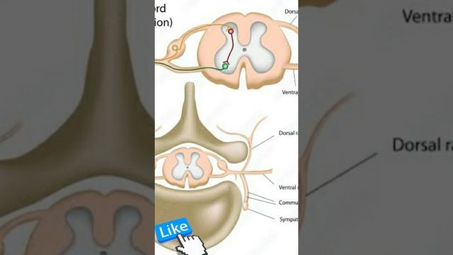 spinal cord,Central nervous system. biology11 in bengoli. https://youtu.be/CI--ygwoQSo