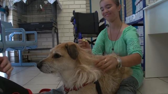 How to Train Your Dog using Positive Reinforcement (Positive Response Dog Training) смотреть онлайн