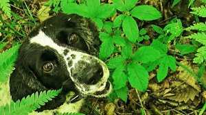 КАК НАУЧИТЬ СОБАКУ ЖЕНЬШЕНЬ ИСКАТЬ!  Посадка семян ЖЕНЬШЕНЯ в Приморской Уссурийской тайге.