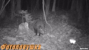 Кадры с фотоловушки. Пробиваю дорогу к фотоловушке в новых угодьях.