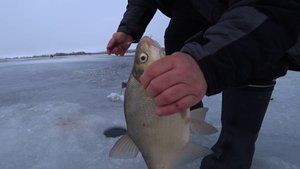 Лещ не устоял перед этим. Когда идут дотрожки. С новым годом. Рыбалка на РУЗЕ.