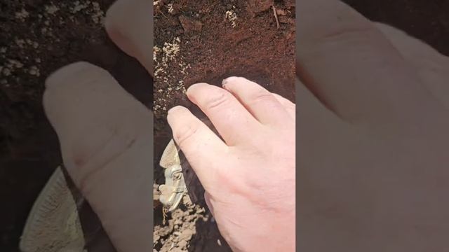 золото