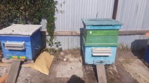 Осенняя подкормка . Фацелия как поддерживающий взяток . Воду в улья  во время дождей.