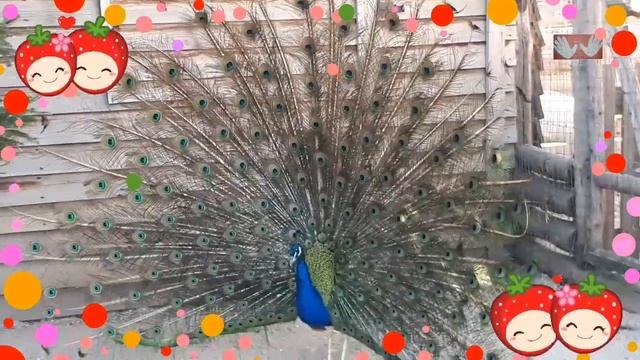 Павлины Peacocks