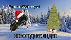 🎄Новогоднее видео. Расскажу, что с муравьями, что со мной, что будет с каналом.🎄
