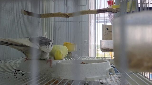 Кормление корелл в период вскармливания птенцов