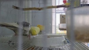 Кормление корелл в период вскармливания птенцов