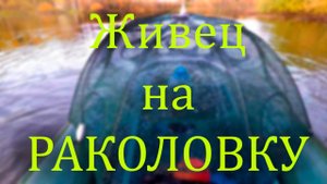 Осенняя ЗАГОТОВКА ЖИВЦА на ЗИМУ