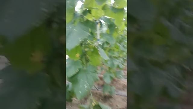 Пероноспороз на огурцах в теплице