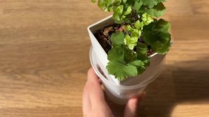 Адиантум (венерин волос)🌿 Все о посадке, уходе и различных сортах в моей коллекции