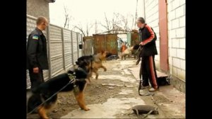 ЗКС с немецкой овчаркой Ральф. Классика жанра