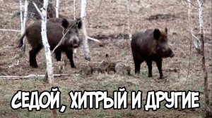 Записки Сибирского Натуралиста 5/14. Седой, хитрый и другие