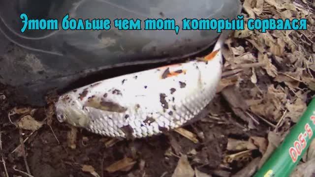ПОКЛЕВКА ОГРОМНОГО ГОЛАВЛЯ НА ПОПЛАВОК. А собирался щук ловить