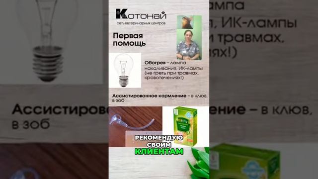 Как правильно кормить птиц