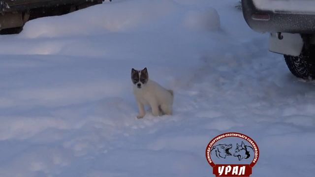 лес