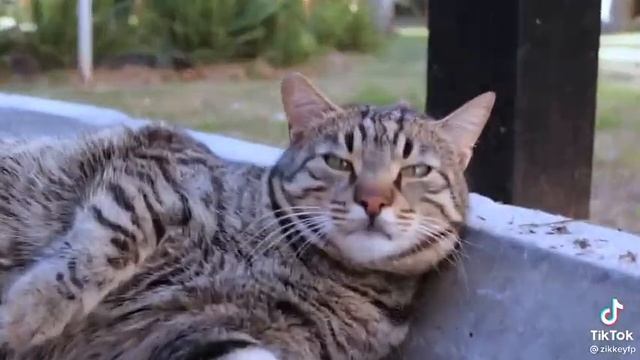 Коты рулят смотреть онлайн