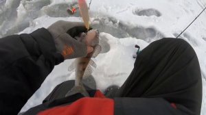 НОВОГОДНЕЕ ПОЗДРАВЛЕНИЕ+Ловля берша на Горьковском водохранилище.