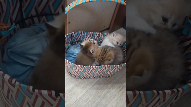 Котята золотая шиншилла