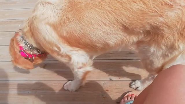 Golden Retriever Portugal. Порода собак Золотой Ретривер в Португалии YouTube  3