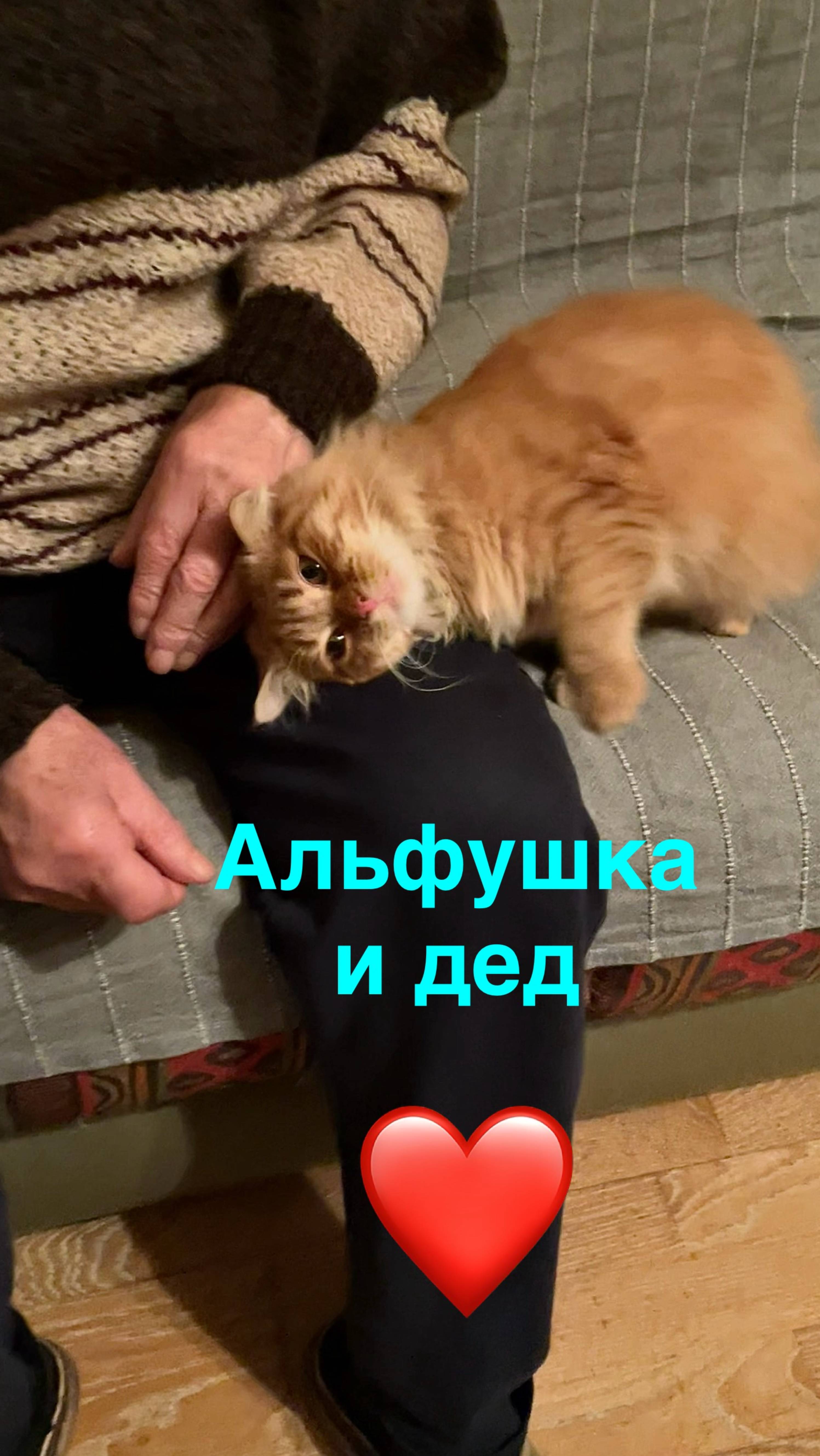 Котенок Альфушка и дед