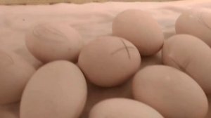 Инкубация мускусных утят на 32-е сутки, самый простой режим