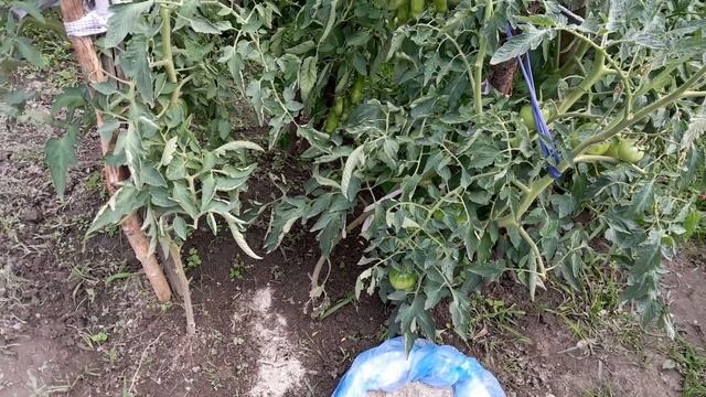 Як підживити помідори Попелом і не нашкодити???///Попіл для томатів///Калієве підживлення помідорів