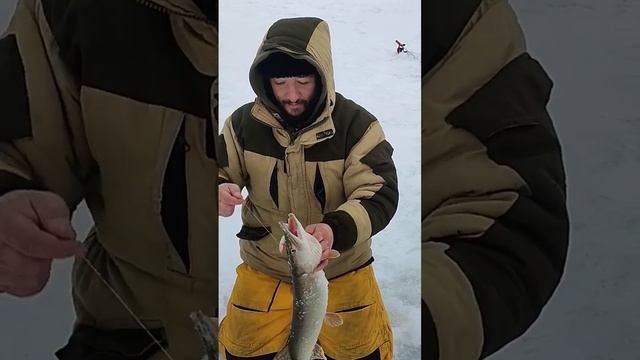 Щука 1700 грамм. Рыбалка на Щуку в феврале. Река Обь. KYODA barbell VIB P1433 #щука #щуказимой смотреть онлайн