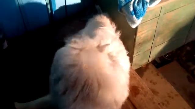 Первый раз в жизни собака смотреть онлайн