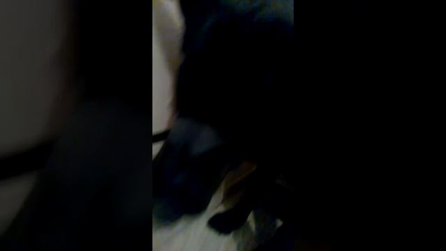 Издеваюсь над собакой смотреть онлайн