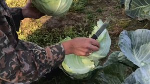 Слизни на капусте