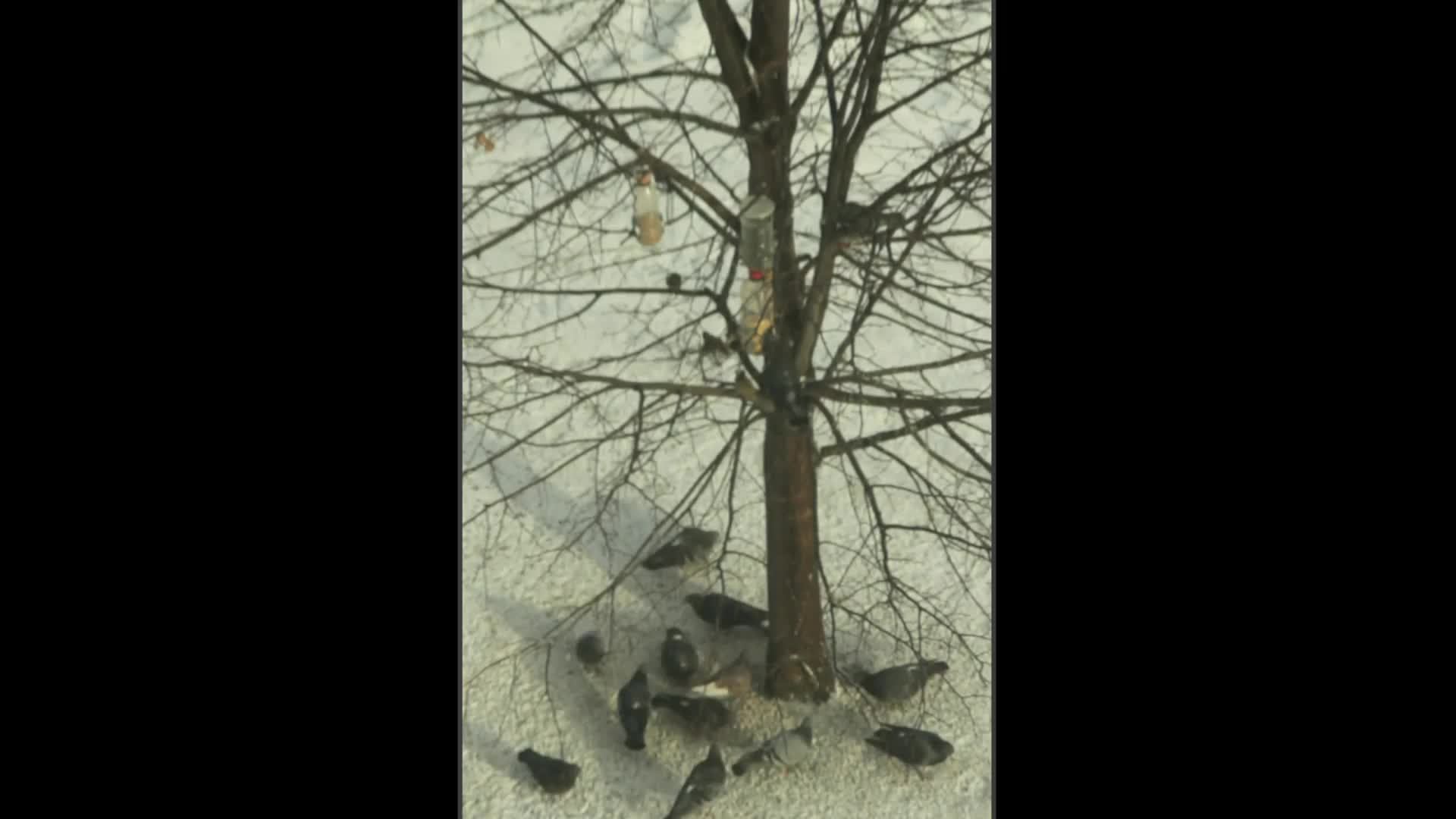 Кормушка для птиц