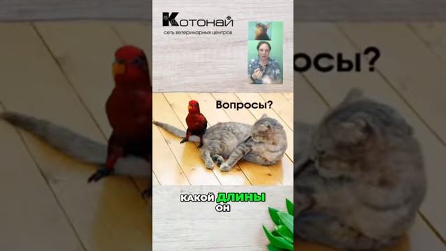 Правильный уход за клювом