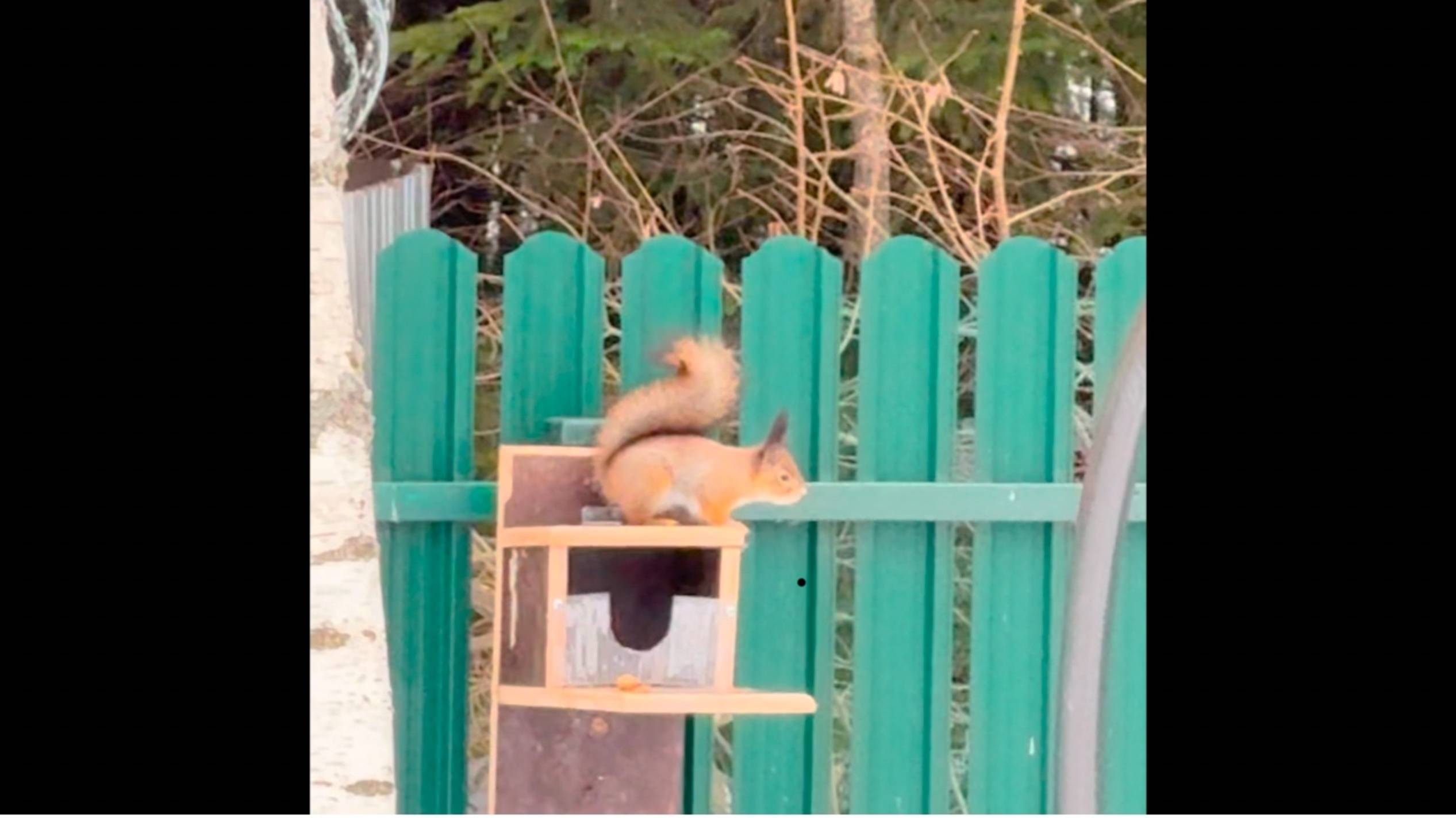 Новогоднее поздравление: белочки, синички, снегири, собачки,- все, кого мы любим. С Новым годом! смотреть онлайн