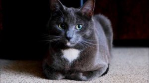 Звуки кошек. Любимые звуки кошек. Мяуканье