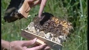 Майкопский Опорный Пункт Пчеловодства  часть 2