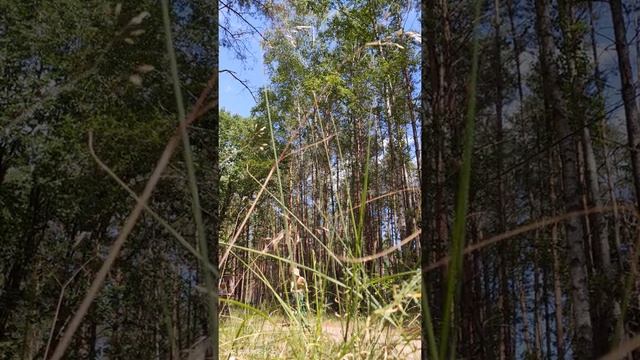 Едем на речку купаться большой компанией на 6 велосипедах по сосновым лесам покатушки