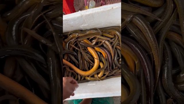 Take a Bath For Eel, Best Eel Fishing, Catching Yellow Eel, Monster Eel Fish #eel #eelfishing