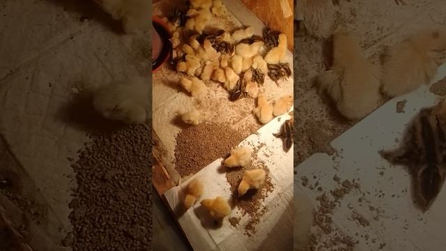 Инкубация перепелов от А до Я