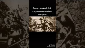 Подвиг пограничных собак