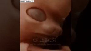 Стадии развития эмбриона