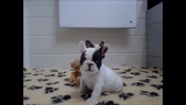 щенки французского бульдога в продаже .wmv смотреть онлайн