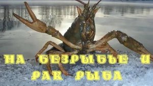 НА БЕЗРЫБЬЕ И РАК РЫБА. Ловля раков руками и на раколовки