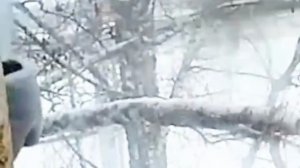Курдючные бараны, страусы и лиса.