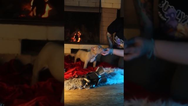 Мальчик Бисквит ждёт семью, тип Покет! Доставка по всему миру #буллипокет #щенок смотреть онлайн